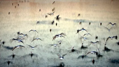 Fotografia săptămânii în The Guardian: Păsările de pe un lac din Bucureşti FOTO