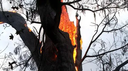 Unul dintre cei mai bătrâni copaci din lume, un chiparos de 3.500 de ani, distrus de un incendiu