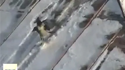 Un corb, amator de snowboard VIDEO