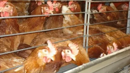 46 de milioane de găini o duc rău în UE