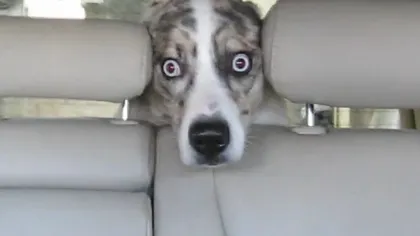 Cum arată un câine desfigurat de spaimă: Este îngrozit de spălătoria de maşini VIDEO