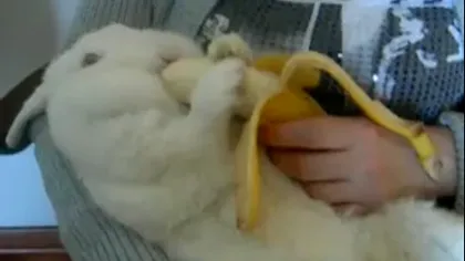 Un iepuroi grăsun înfulecă o banană cât el de mare VIDEO