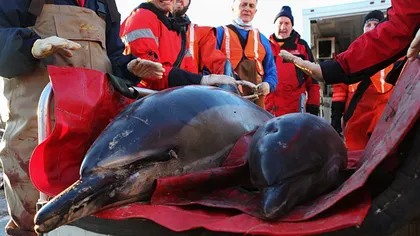 Circa 60 de delfini au eşuat pe plajele din Cape Cod, SUA