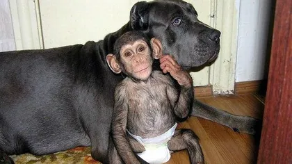 Un pui de cimpanzeu, adoptat de un câine FOTO
