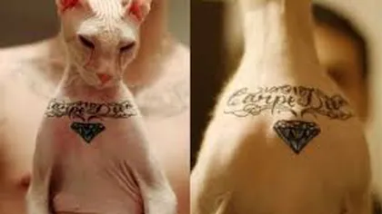 Pisică tatuată ca să fie 