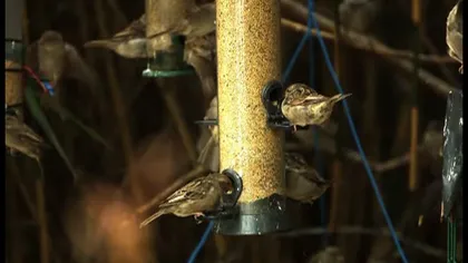Imagini inedite: Viaţa păsărilor, filmată cu încetinitorul VIDEO