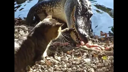 Incredibil! O pisică face KO un aligator VIDEO