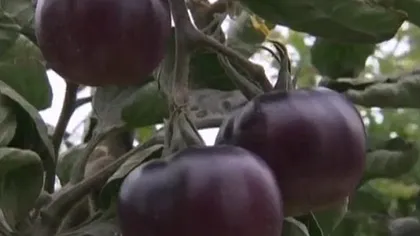 Israelienii au creat tomatele negre