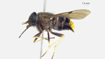 O specie de muscă a primit numele cântăreţei Beyonce