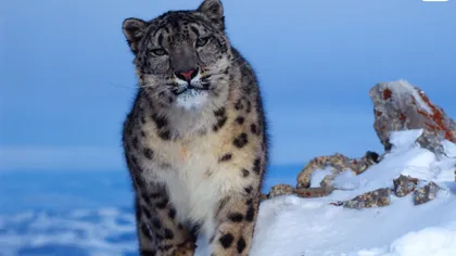 Leopardul zăpezii, salvat de la dispariţie cu ajutorul criogeniei