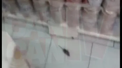 Şoarecii se plimbă în voie printre rafturile unui supermarket VIDEO
