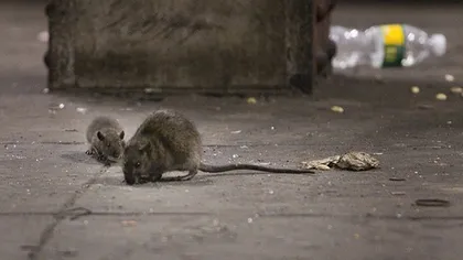 Newyorkezii sunt îngroziţi de şobolanii de la metrou