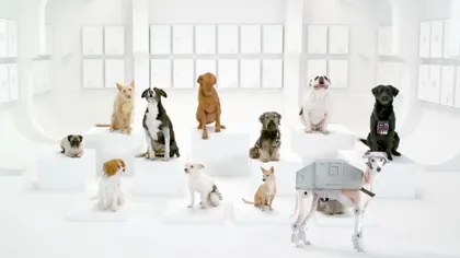 Star Wars, în viziunea câinilor: Un grup de căţei cântă una din cele mai faimoase melodii VIDEO