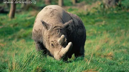 O poveste de dragoste între doi rinoceri, ultima speranţă pentru salvarea speciei