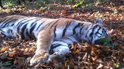 Sibiu: Îngrijitorul vinovat de evadarea tigrului de la Zoo a fost dat afară