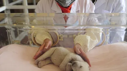 Un pui de urs polar, respins de mămică, a fost pus în incubator VIDEO