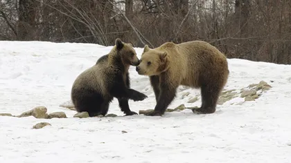 Urşii au coborât în Braşov, în căutare de hrană