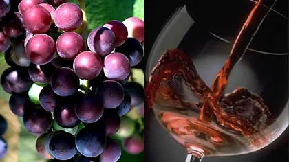 Europa recunoaşte vinurile bio