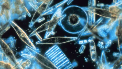 Planctonul din oceane, ingredientul cheie care decide viitorul climatului de pe Pământ