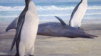 Fosilele unui pinguin uriaş, descoperite în Noua Zeelandă