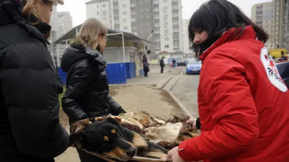 Vier Pfoten sterilizează câinii din oraşele ucrainiene care găzduiesc Campionatul European de fotbal