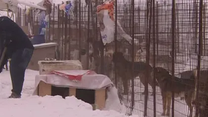 Sute de câini au fost salvaţi din zăpadă la Glina VIDEO