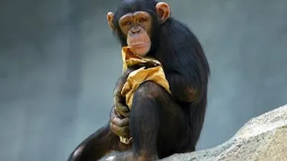 Jojo, cel mai bătrân cimpanzeu din Europa, a murit