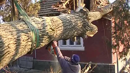 Au vrut să tăie un copac bătrân de pe marginea şoselei, dar au distrus acoperişul unei case VIDEO