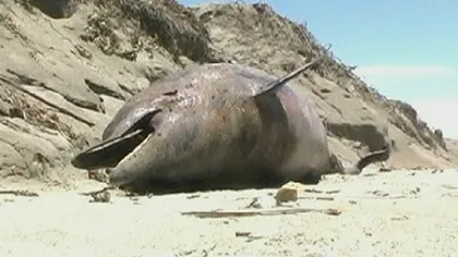Sute de delfini au eşuat pe plajele din Peru, într-o singură săptămână VIDEO