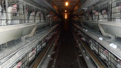Vier Pfoten: Ilegalităţi într-o fermă de găini ouătoare din Brăila GALERIE FOTO