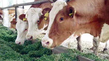 Dezastru ecologic: Zeci de vaci moarte de sete şi foame la o fermă
