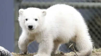 Un pui de urs polar, care a supravieţuit fără mămică, a fost prezentat publicului FOTO