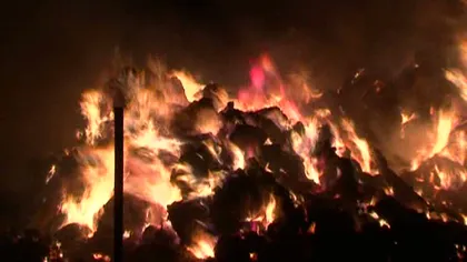 Aproape o sută de mioare au pierit într-un incendiu în Timiş