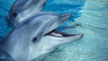 Declaraţia drepturilor delfinilor. Trebuie consideraţi persoane non-umane, spun oamenii de ştiinţă