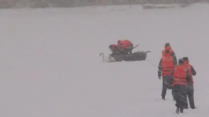 Argeş: O lebădă îngheţată în lac a fost salvată de pompieri VIDEO
