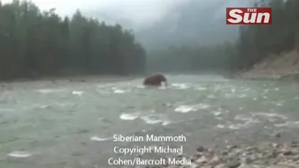 N-o să-ţi vină să crezi! Vezi ce animal considerat dispărut a fost filmat în Siberia VIDEO