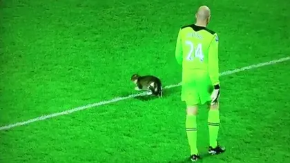 Meciul dintre Liverpool şi Tottenham, întrerupt de o pisică VIDEO