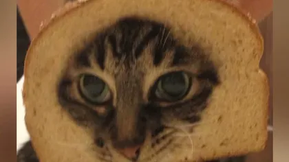 O nouă modă la feline: Pisici îmbrăcate în pâine VIDEO