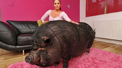 A vrut un micro porc, dar s-a ales cu un monstru de peste 100 de kilograme FOTO