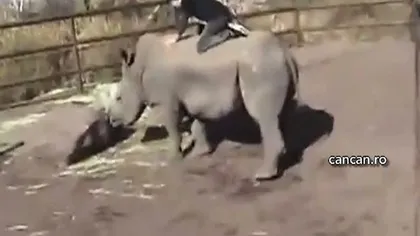 Un tânăr american călăreşte un rinocer ca într-un show de rodeo VIDEO