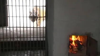 Sobe cu lemne în cuştile maimulţelor de la Zoo Piteşti VIDEO