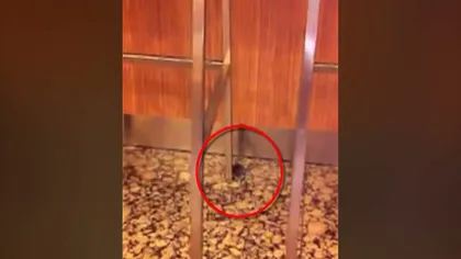 INCREDIBIL Un şoarece se plimbă nestingherit pe sub mese la mall VIDEO