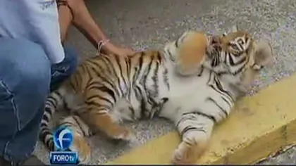 Un tigru bengalez, descoperit pe aeroportul din Ciudad de Mexico VIDEO