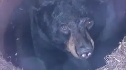 Un urs inventiv: Şi-a făcut culcuş pentru hibernare într-o conductă de scurgere VIDEO