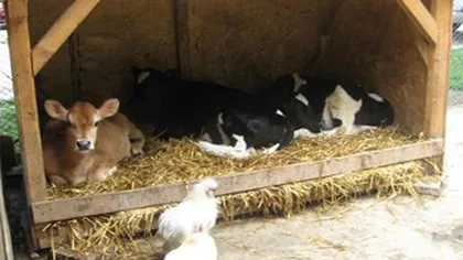Britanicii caută vaci pentru a le trimite defavorizaţilor din România
