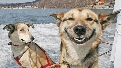 Cele mai fericite animale din lume GALERIE FOTO