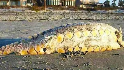 Un monstru marin misterios, găsit pe o plajă SUA FOTO