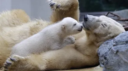 Puiul de urs polar Anori, sora lui Knut, a fermecat Germania VIDEO