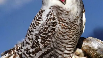 Bufniţa fericită: O pasăre râde cu ciocul până la urechi FOTO