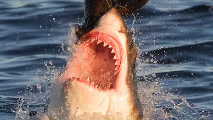 Martorii au izbucnit în lacrimi: O focă a scăpat, în ultimul moment, de atacul unui rechin FOTO